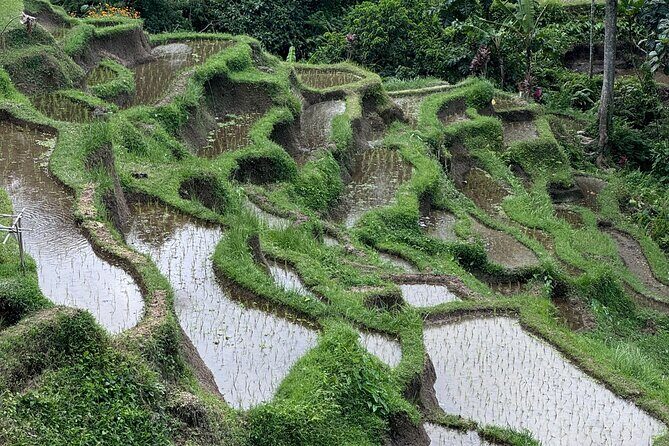 Ubud Top Tours to Discover Bali’s Cultural and Natural Wonders - Stop 3: Sacred Monkey Forest Sanctuary—spiritual space with mischievous energy