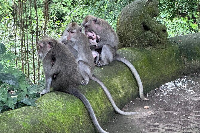 Ubud Top Tours to Discover Bali’s Cultural and Natural Wonders - The 8–10 hour schedule: how long is enough, and where it can feel tight