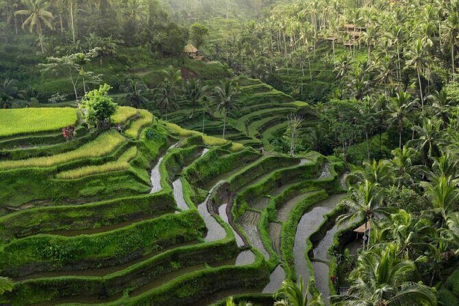Ubud Tour-All Inclusive with Jungle Swing And Lunch - One day in Ubud, without the usual planning headache