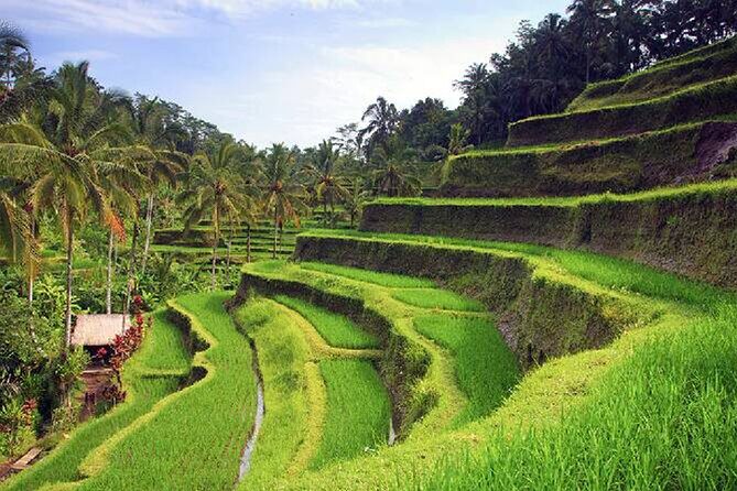 Ubud Tour - Best of Ubud - All Inclusive - Morning Start: Traditional Balinese Life, House Tour, Monkey Forest