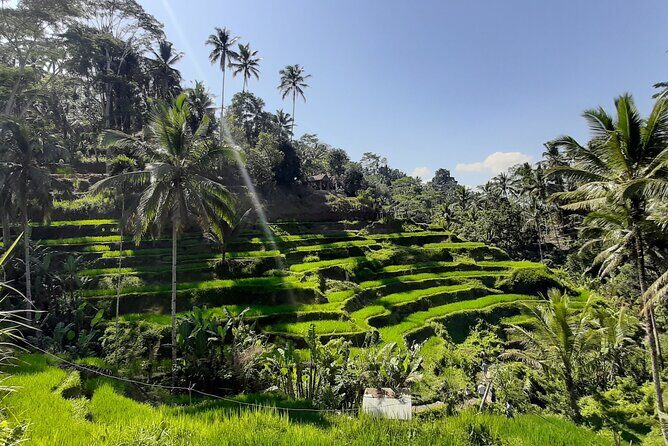 Ubud Tour - Highlights of Ubud - The Value of a Private Ubud Day With a Driver/Guide