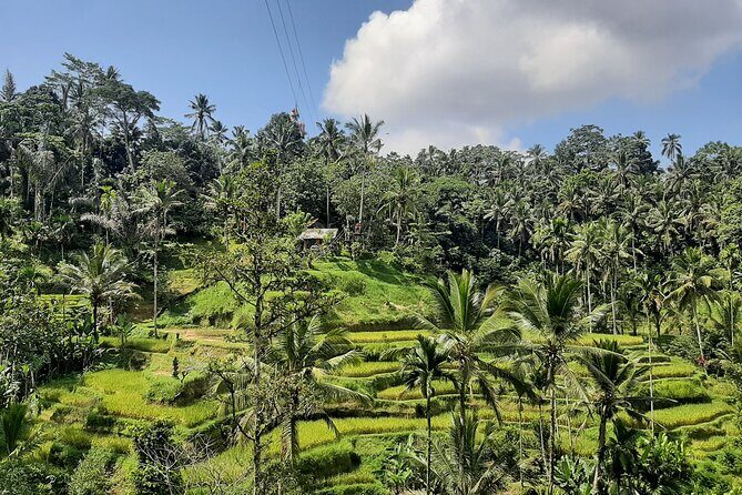 Ubud Tour - Highlights of Ubud - Tegalalang Rice Terrace: Views, Texture, and Swing Shots