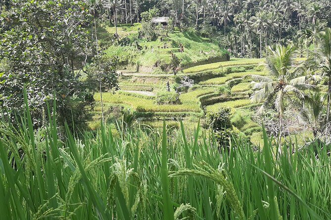 Ubud Tour - Highlights of Ubud - Lunch at D Alas Warung: A Real Bali Meal Pause