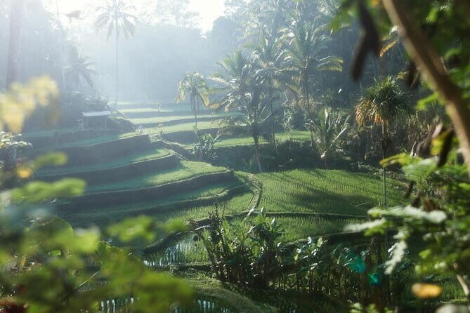 Ubud Tour Water Temple with Jungle Swing - A classic Ubud day with a Jungle Swing finale
