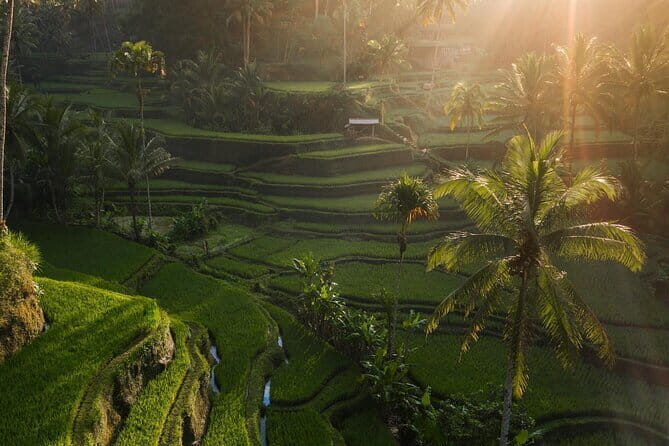 Ubud Tour Water Temple with Jungle Swing - 8:00am pickup, private transport, and why the timing matters