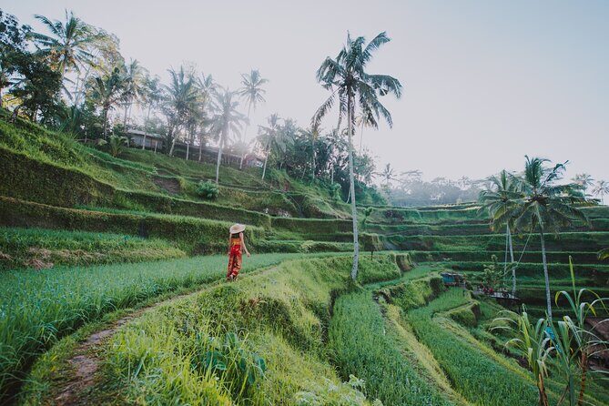 Ubud: Waterfall, Rice Terraces, and Monkey Forest Private Tour - How the Private Day Runs (and What’s Included)