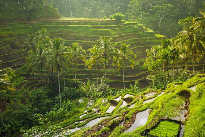 Ubud waterfall, rice terraces, and swing explore - Stop 3: Ubud Jungle Swing plus a Balinese coffee moment