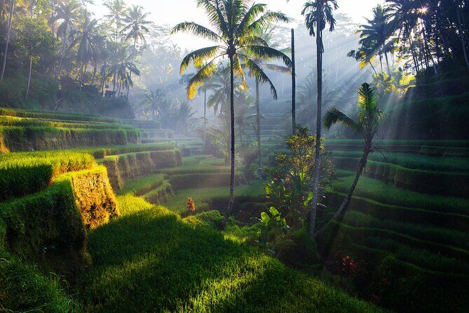 Ubud waterfall, rice terraces, and swing explore - Pickup, transport, and the guide difference you’ll actually notice