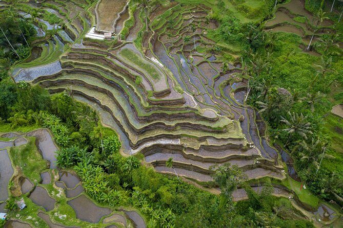 Ubud White Water Rafting, Rice Terrace and Jungle Swing - Transfers and How the Day Flows From Stop to Stop