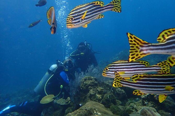 USS Liberty Shipwreck Scuba Diving at Tulamben Bali - Equipment, instructors, and the safety vibe that makes people relax