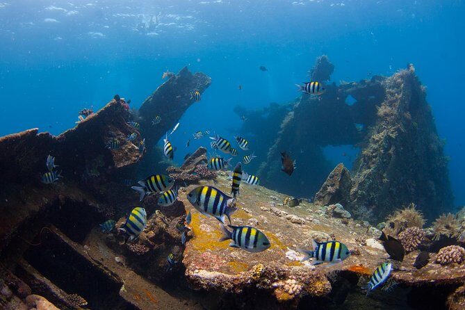 USS Liberty Shipwreck Scuba Diving at Tulamben Bali - Your first underwater session at the wreck: short swim, easy rhythm
