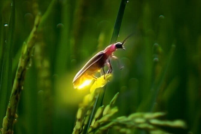 VIllage Firefly Night Tour - Ubud Bali - Cooking With Locals: A Dinner-Making Session You Actually Participate In