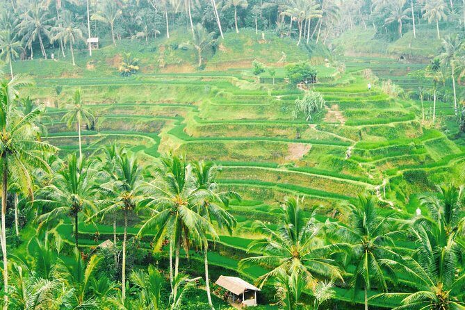 Volcano Jeep Adventure and Ubud Tour - d’Alas jungle swing: fun, photo-ready, and best done with a calm attitude
