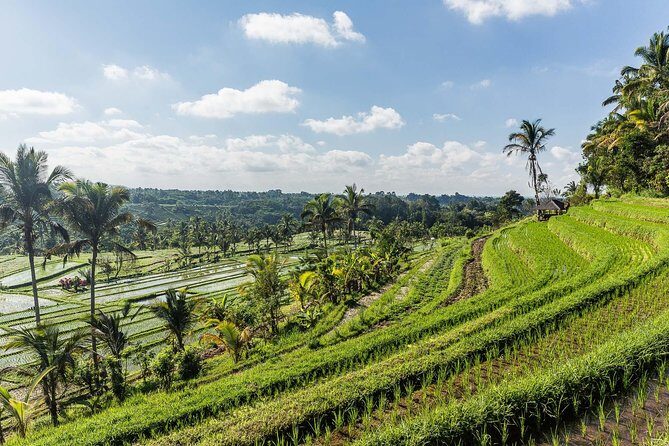 West Bali Tour: Taman Ayun, Ulun Danu Beratan, Jatiluwih Rice Terrace, Tanah Lot - Stop 5: Jatiluwih Rice Terraces for calm walking and layered views
