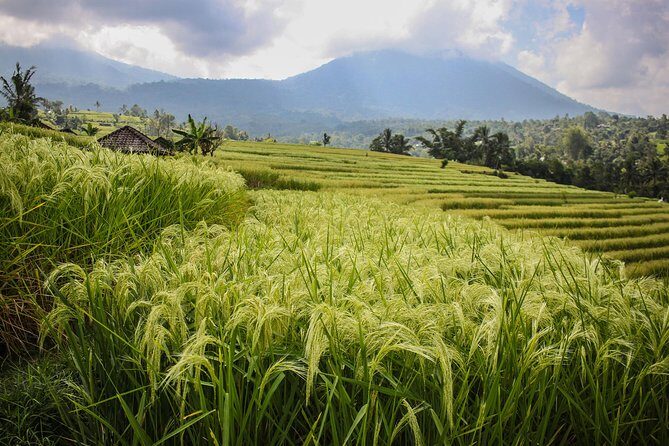 West Bali Tour: Taman Ayun, Ulun Danu Beratan, Jatiluwih Rice Terrace, Tanah Lot - Stop 6: Tanah Lot at sunset, the coastal sea-temple payoff