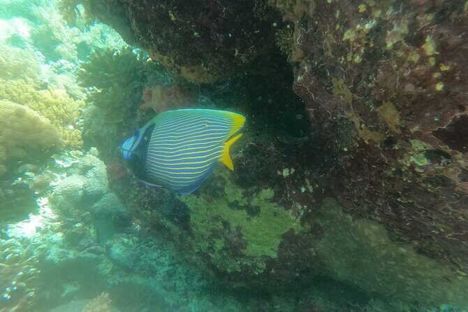 West Nusa Penida With Snorkeling Private Guided Tour - Kelingking Beach: the famous viewpoint with guide help