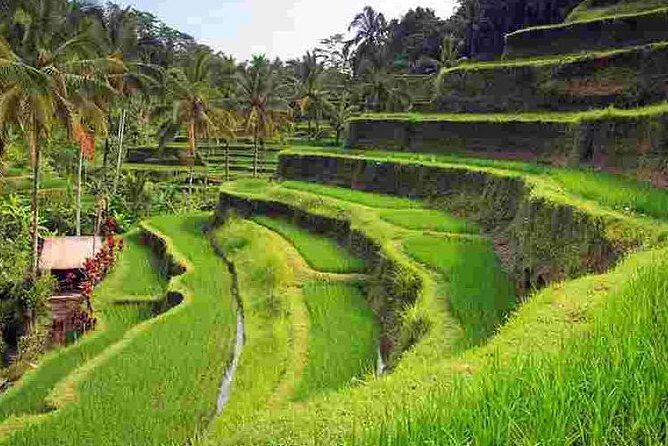 Wonderful Of Ubud Tours - Stop 2: Tegalalang Rice Terrace Views Without the Rush
