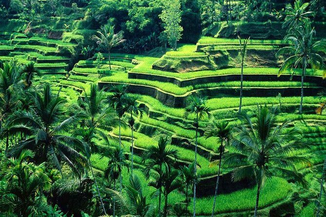 Wonderful Of Ubud Tours - Stop 1: Sacred Monkey Forest Sanctuary (Padangtegal) in Real Life